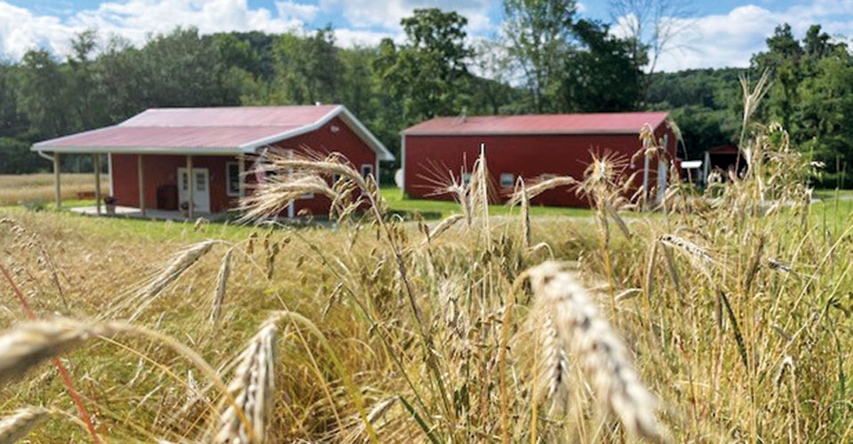 closeup of rye grass with red barns in background