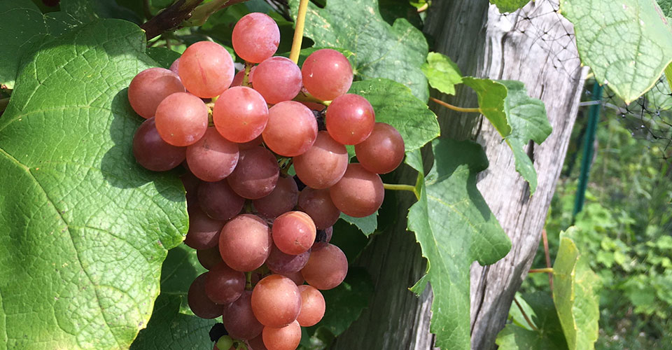 Jefferson grapes