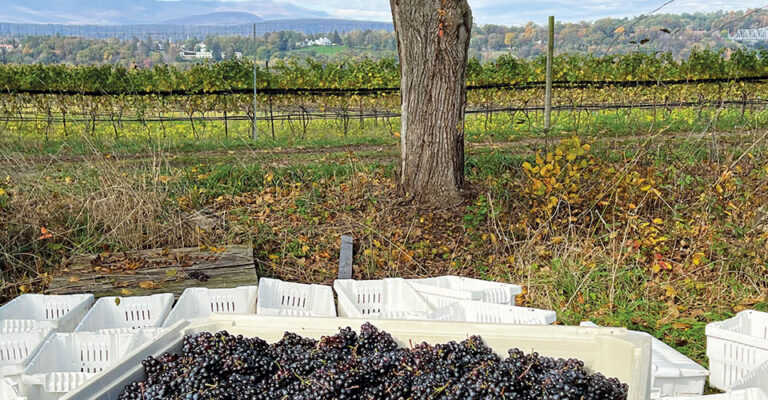 red grapes in bin with mountains in the distant
