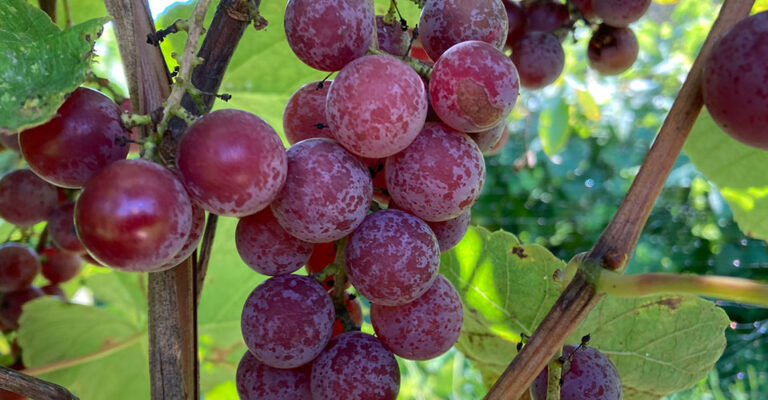 bunch of red grapes hanging on vine
