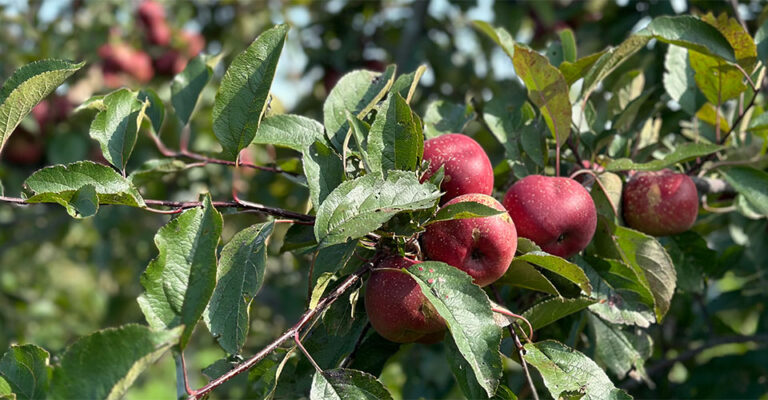 apple tree branch with red apples