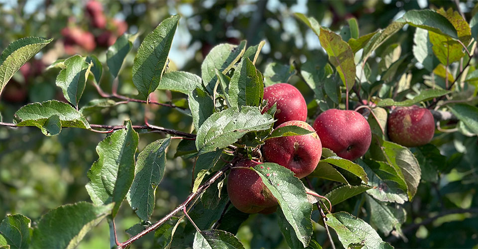 apple tree branch with red apples